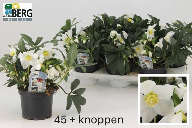 Горшечные цветы и растения оптом Hell N Hilda P15 от 6шт из Голландии с доставкой по России