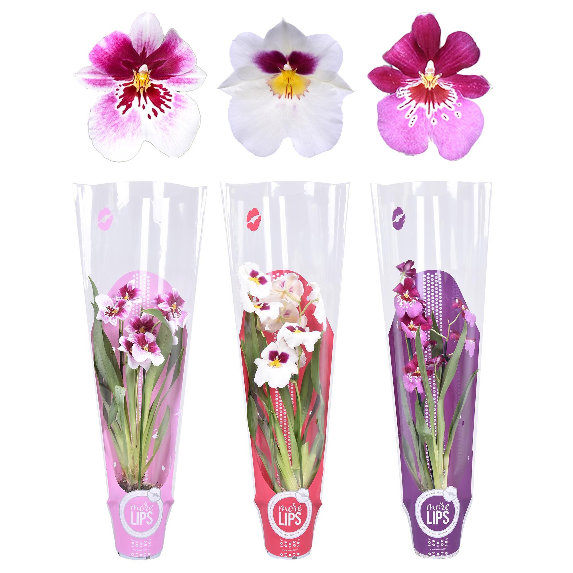 Горшечные цветы и растения оптом Miltonia 2st Mix Morelips Sleeve от 6шт из Голландии с доставкой по России