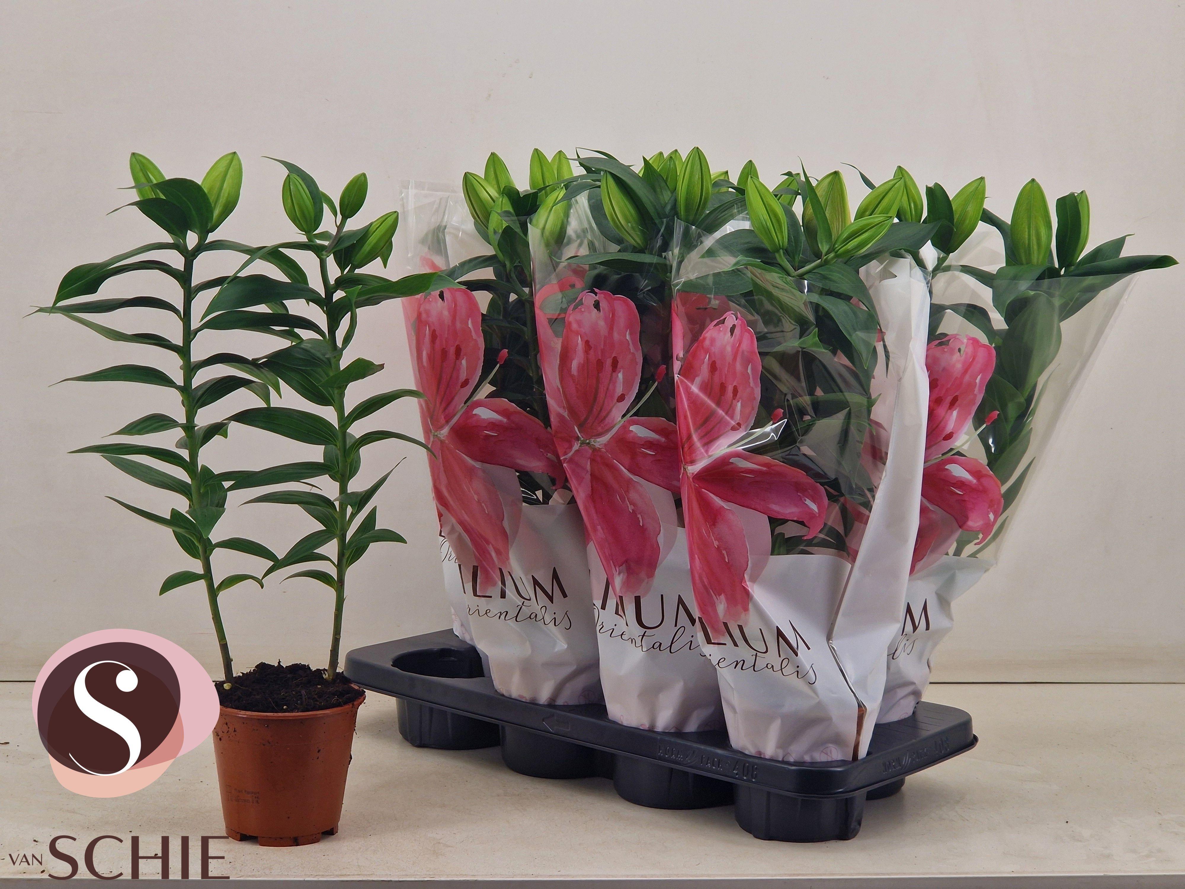 Горшечные цветы и растения оптом Lil Or Reeleeze от 8шт из Голландии с доставкой по России