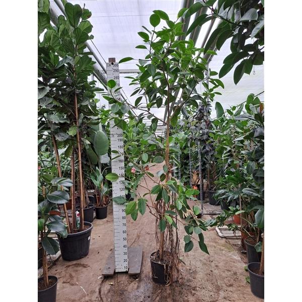 Горшечные цветы и растения оптом Ficus Altissima On Stem от 1шт из Голландии с доставкой по России