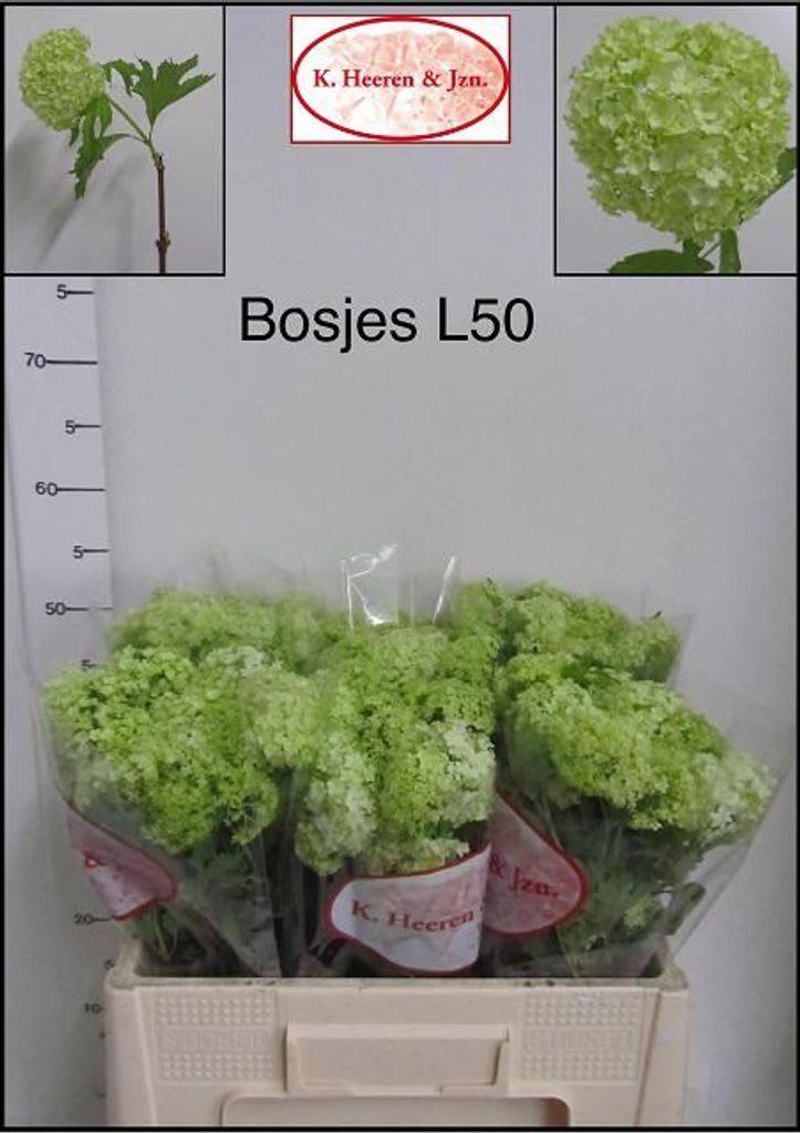 Срезанные цветы оптом Viburnum roseum per bunch от 4шт из Голландии с доставкой по России