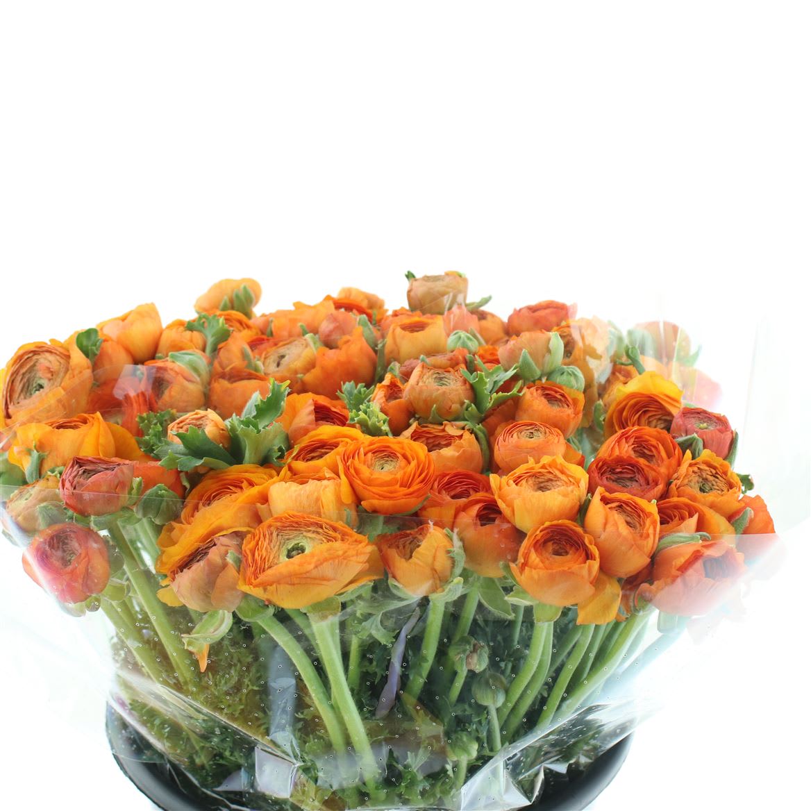 Срезанные цветы оптом Chrys sp paint kennedy latte от 40шт... из Голландии с доставкой по России