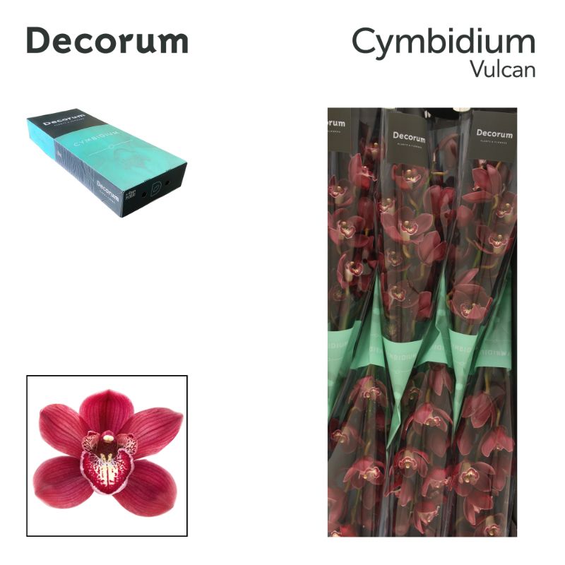 Срезанные цветы оптом Cymbidium red vulcan от 8шт. из Голландии с доставкой по России