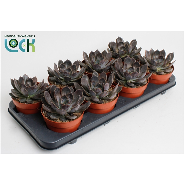 Горшечные цветы и растения оптом Echeveria Joost от 8шт из Голландии с доставкой по России