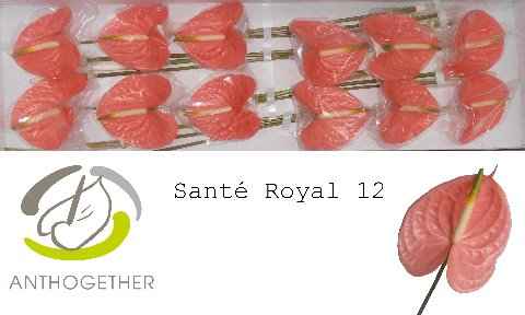 Срезанные цветы оптом Anthurium sante royal от 12шт из Голландии с доставкой по России