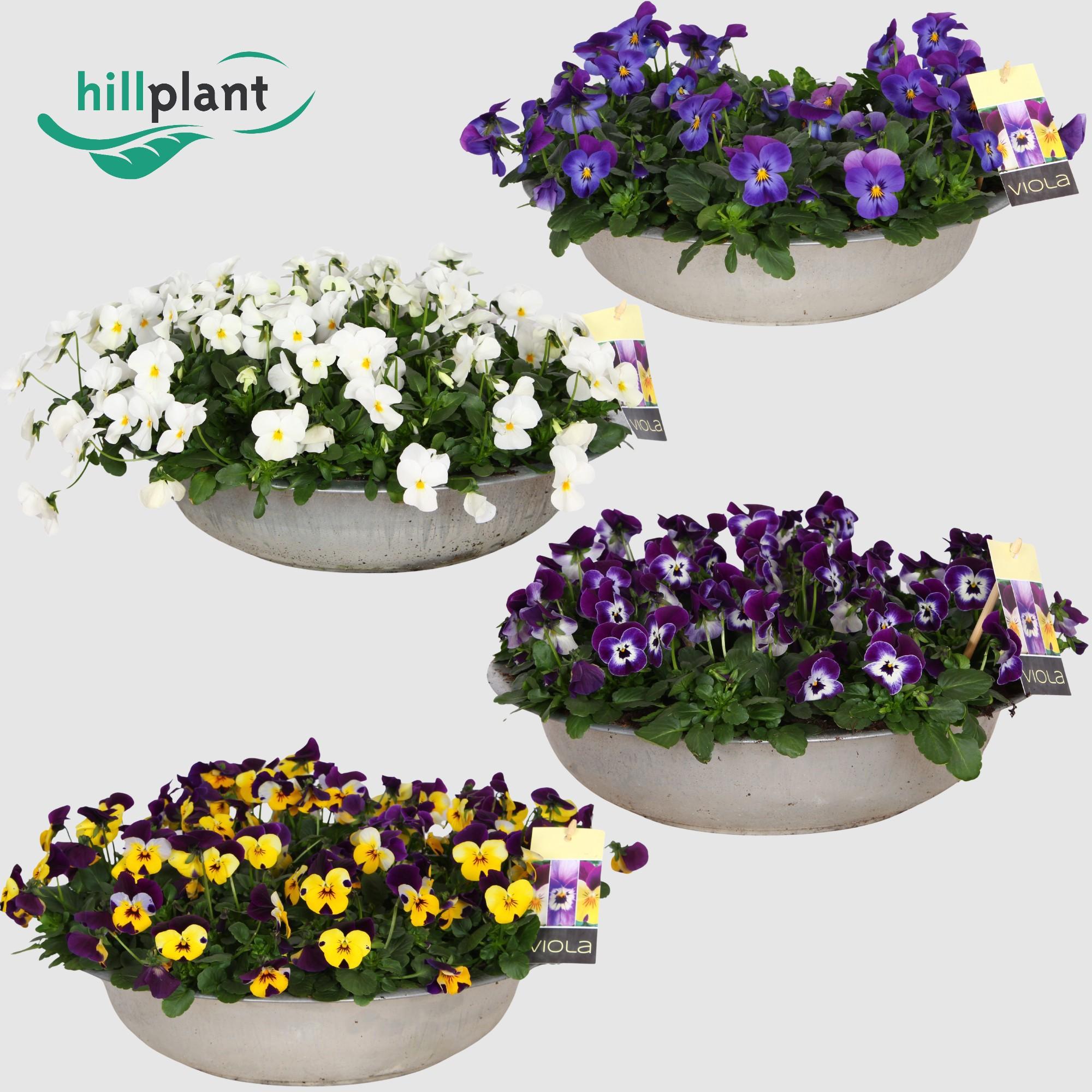 Горшечные цветы и растения оптом Viola Cornuta Mixkar Zinken Schaal 36 Cm от 1шт (для телеги) из Голландии с доставкой по России