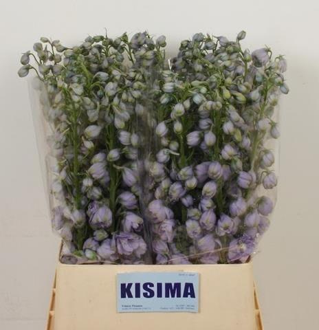 Срезанные цветы оптом Delphinium el magic fountains lavender от 40шт из Голландии с доставкой по России