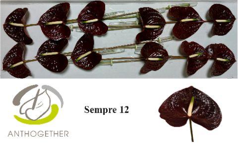 Срезанные цветы оптом Anthurium sempre от 12шт из Голландии с доставкой по России