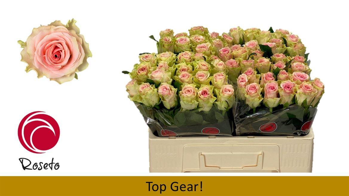 Срезанные цветы оптом Rosa large top gear от 60шт из Голландии с доставкой по России