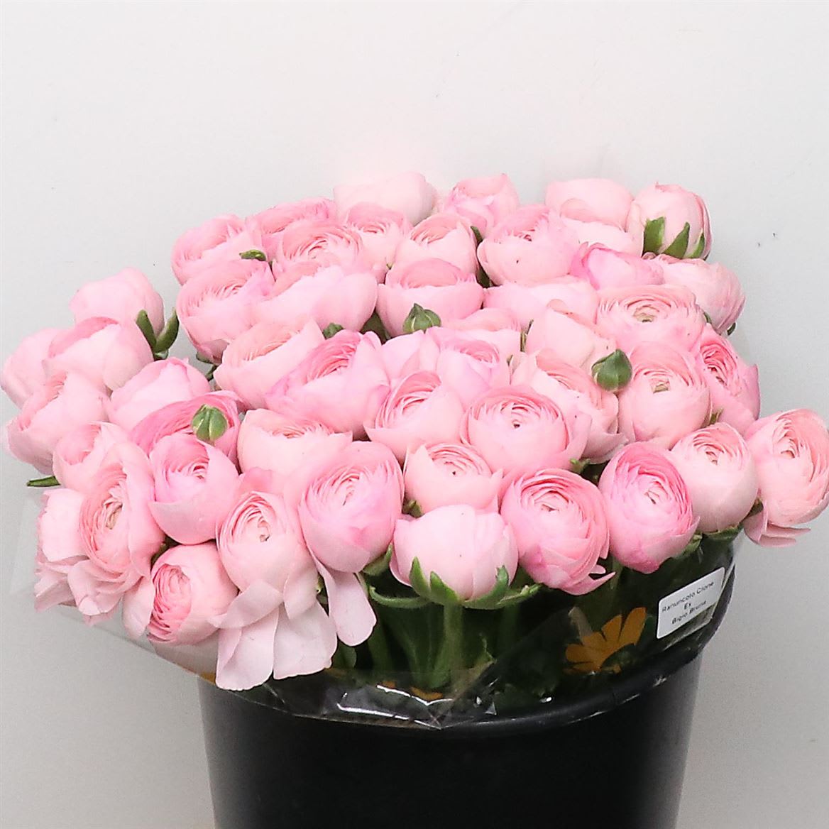 Срезанные цветы оптом Ranunculus success 416 pin от 100шт из Голландии с доставкой по России