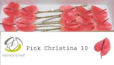 Срезанные цветы оптом Anthurium pink christina A от 12шт из Голландии с доставкой по России