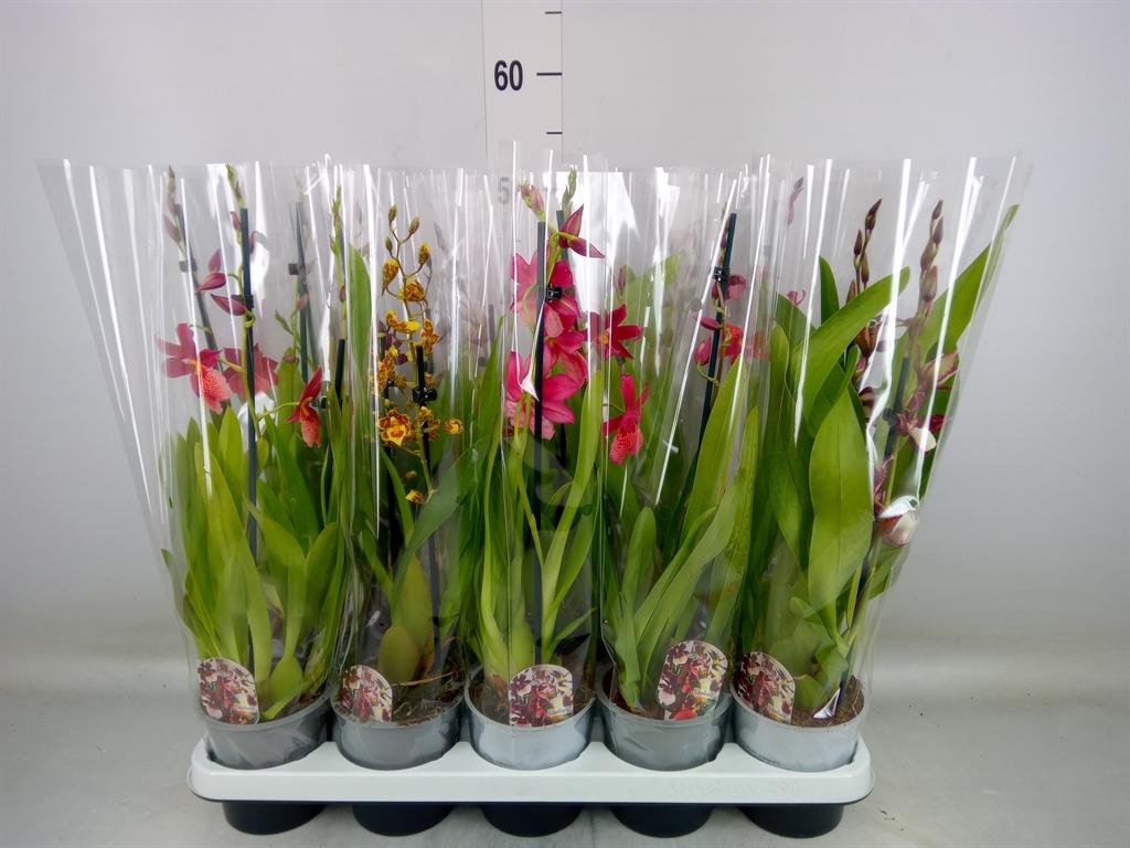 Горшечные цветы и растения оптом Cambria   ...mix от 10шт из Голландии с доставкой по России