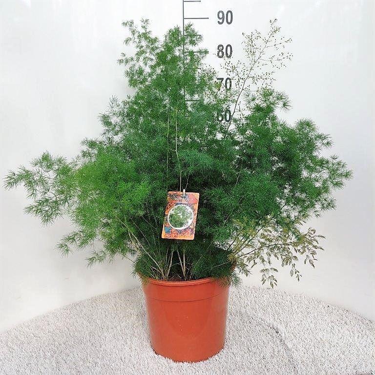 Горшечные цветы и растения оптом Asparagus Umbellatus от 1шт из Голландии с доставкой по России