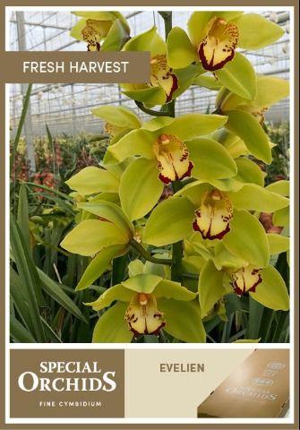 Срезанные цветы оптом Cymbidium green mrs eveline от 8шт. из Голландии с доставкой по России