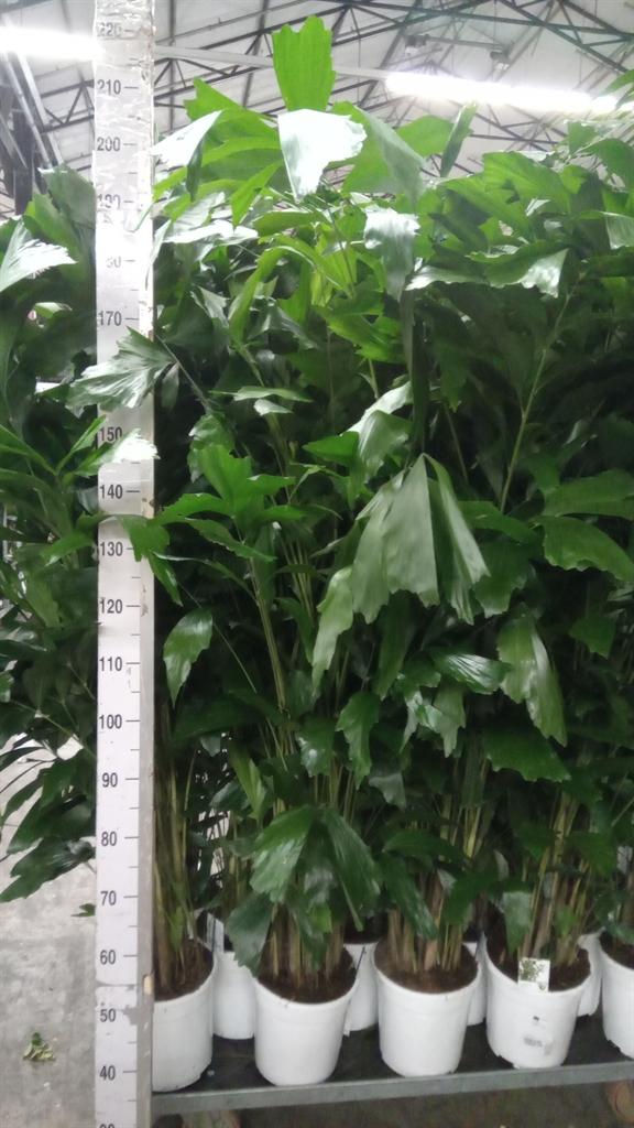 Горшечные цветы и растения оптом Caryota Mitis A от 1шт из Голландии с доставкой по России
