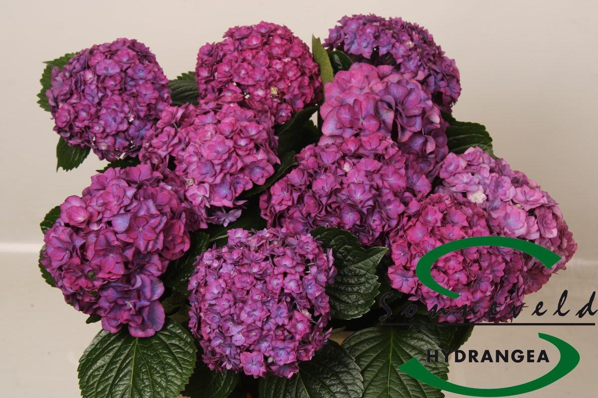 Срезанные цветы оптом Hydrangea royal anastasia red purple от 10шт. из Голландии с доставкой по России