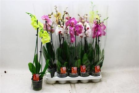 Горшечные цветы и растения оптом Phal 2st Mix 16+ (konst) от 10шт из Голландии с доставкой по России