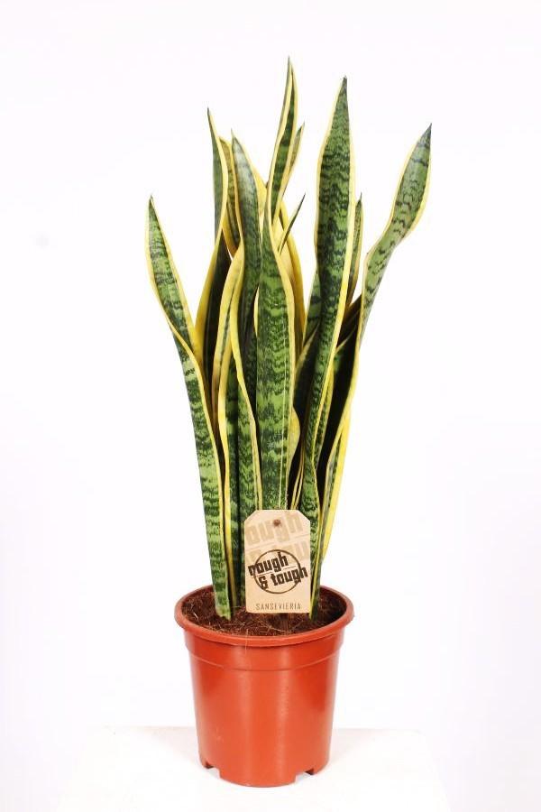 Горшечные цветы и растения оптом Sansevieria Laurentii от 6шт из Голландии с доставкой по России