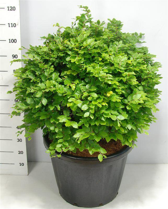 Горшечные цветы и растения оптом Fagus Sylvatica от 1шт из Голландии с доставкой по России