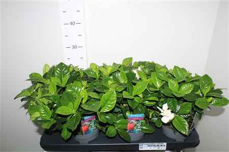 Горшечные цветы и растения оптом Gardenia Jasminoides 4-5 Bloemen от 6шт из Голландии с доставкой по России