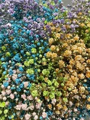 Срезанные цветы оптом Gyps large paint pastel rainbow от 50шт из Голландии с доставкой по России