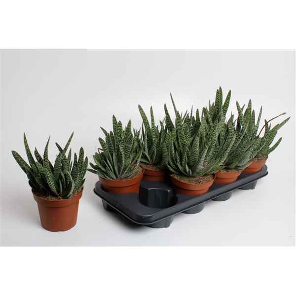 Горшечные цветы и растения оптом Gasteria Carinata Big Ben (decorum) от 4шт из Голландии с доставкой по России