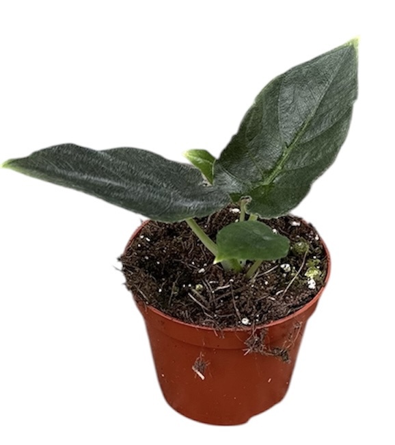 Горшечные цветы и растения оптом Alocasia Antoro от 1шт (для телеги) из Голландии с доставкой по России