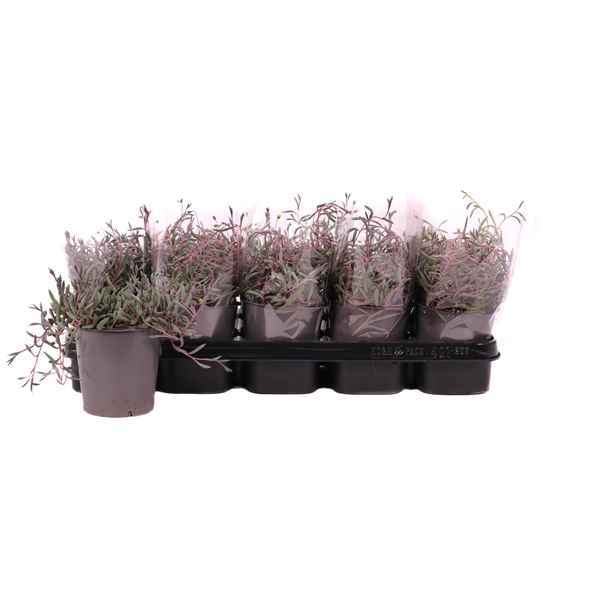 Горшечные цветы и растения оптом Senecio Herreianus Purple Flush от 10шт из Голландии с доставкой по России