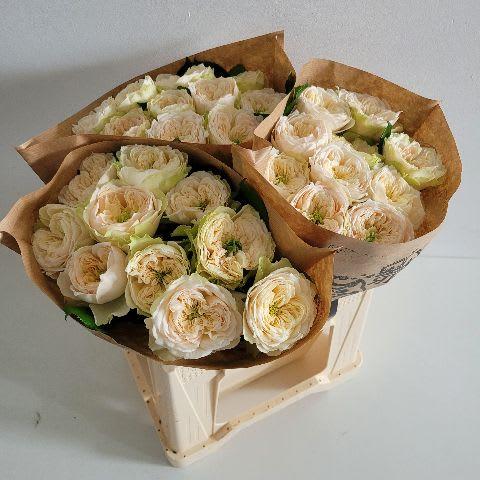 Срезанные цветы оптом Rosa garden whitby abbey от 30шт из Голландии с доставкой по России