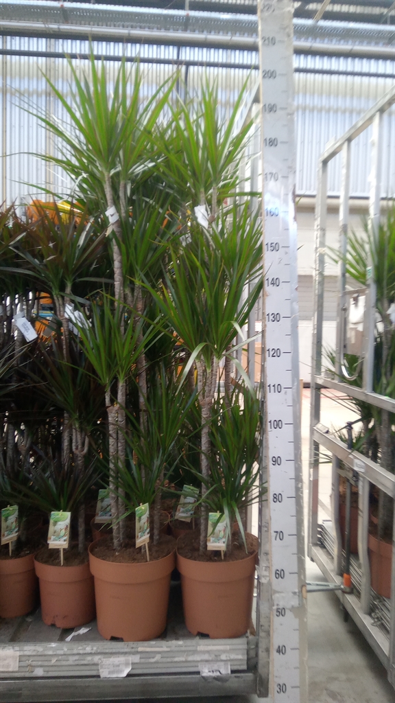 Горшечные цветы и растения оптом Dracaena Marg. от 1шт из Голландии с доставкой по России