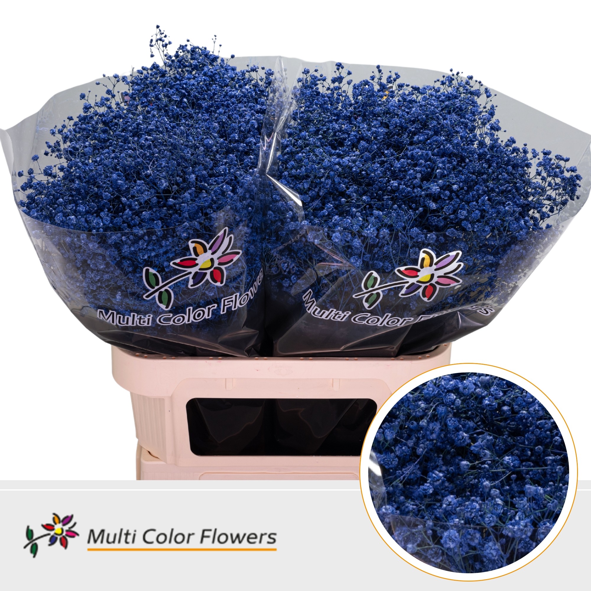 Срезанные цветы оптом Gyps large paint blue от 50шт. из Голландии с доставкой по России