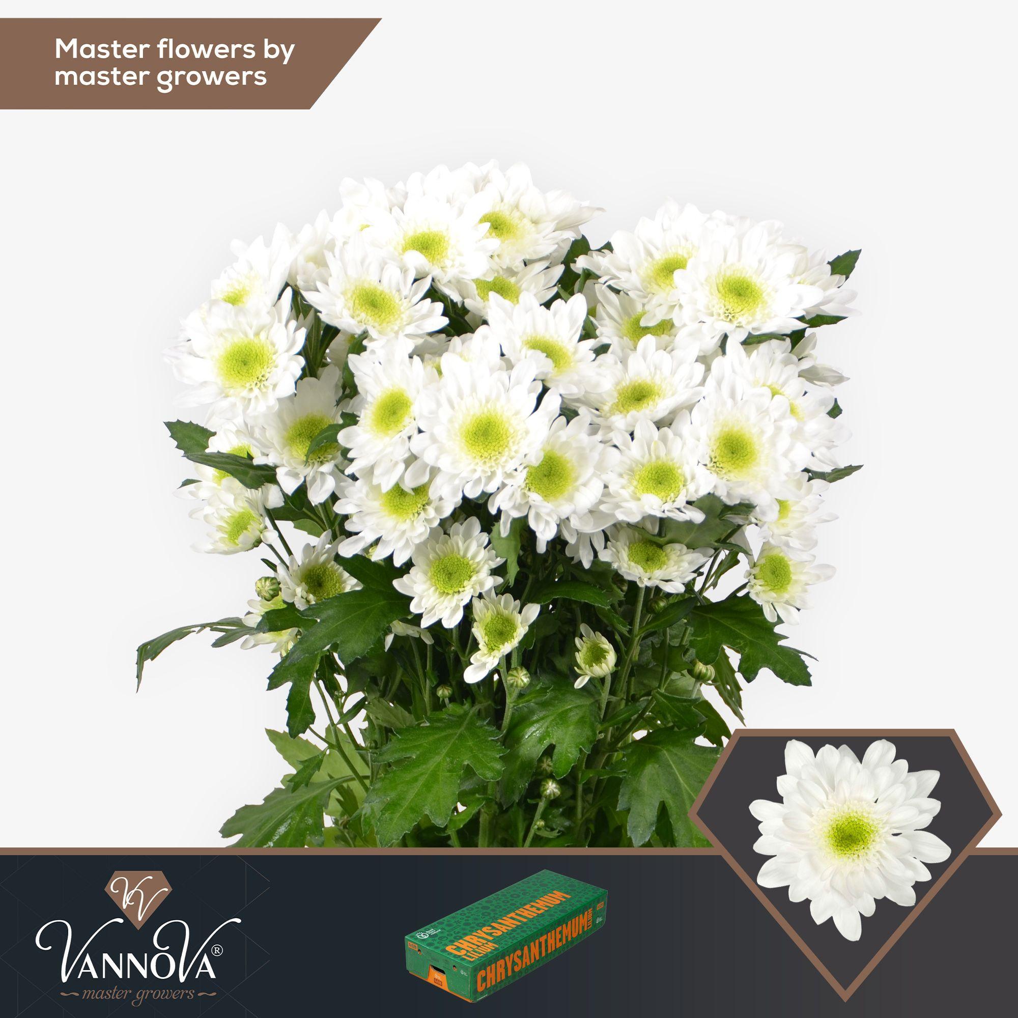 Срезанные цветы оптом Chrys sp radost от 80шт. из Голландии с доставкой по России