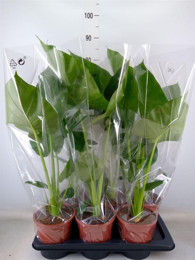 Горшечные цветы и растения оптом Alocasia Macrorrhizos от 6шт (для телеги) из Голландии с доставкой по России
