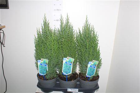 Горшечные цветы и растения оптом Juni Ch Stricta от 3шт из Голландии с доставкой по России