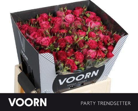 Срезанные цветы оптом Rosa spray party trendsetter от 40шт из Голландии с доставкой по России