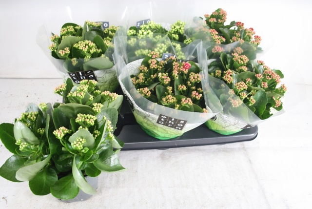 Горшечные цветы и растения оптом Kal Ge Gem 4 Kl от 6шт из Голландии с доставкой по России