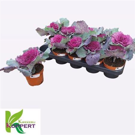 Горшечные цветы и растения оптом Brassica (sierkool) от 10шт из Голландии с доставкой по России