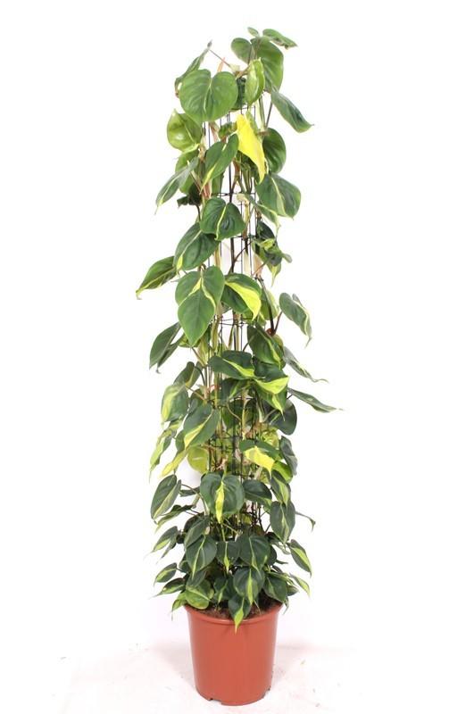 Горшечные цветы и растения оптом Philodendron Scandens Brasil Piramide от 1шт из Голландии с доставкой по России