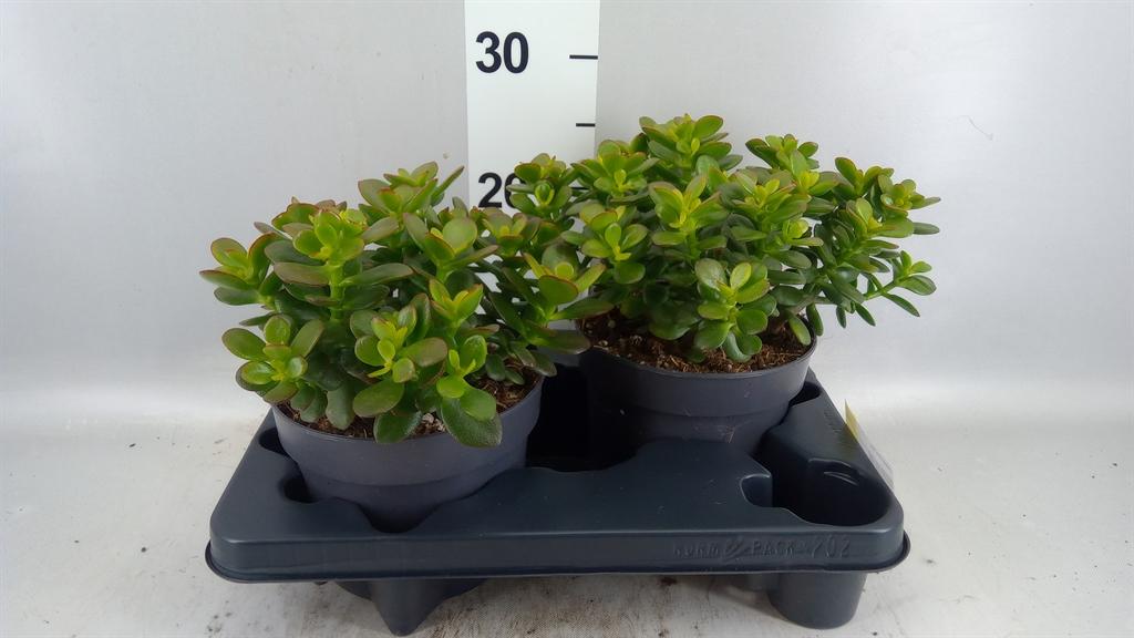 Горшечные цветы и растения оптом Crassula Ovata minor от 2шт из Голландии с доставкой по России
