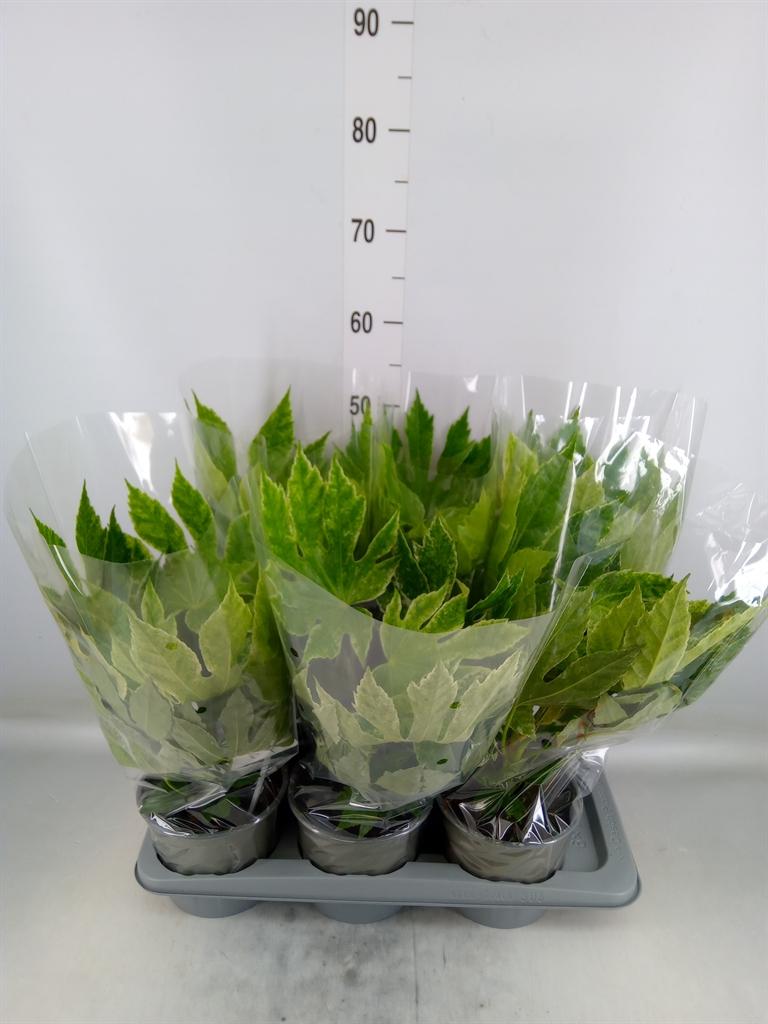 Горшечные цветы и растения оптом Fatsia Spiderweb от 6шт из Голландии с доставкой по России