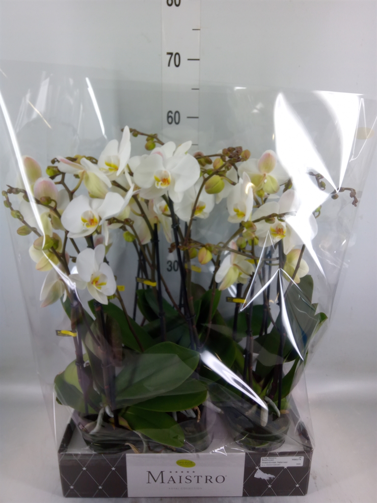 Горшечные цветы и растения оптом Phalaenopsis   ...white от 6шт из Голландии с доставкой по России