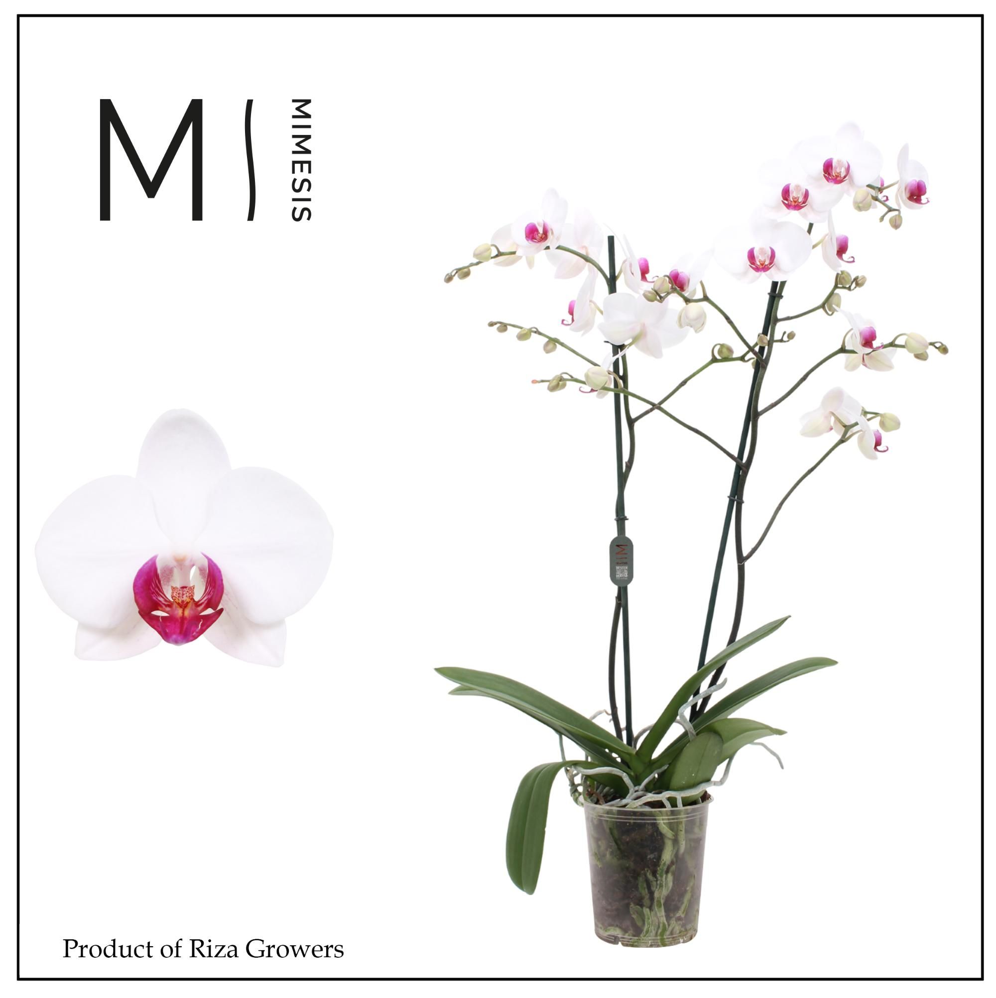 Горшечные цветы и растения оптом Phal 2st Association 16+ Mimesis (orchid Growers) от 10шт из Голландии с доставкой по России