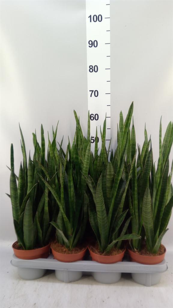 Горшечные цветы и растения оптом Sansevieria Zeylanica greenline от 7шт из Голландии с доставкой по России
