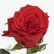 Срезанные цветы оптом Rosa la bright torch от 60шт из Голландии с доставкой по России