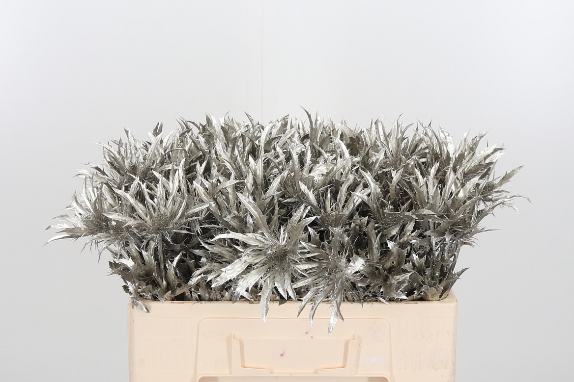 Срезанные цветы оптом Eryngium orion paint platinum от 40шт из Голландии с доставкой по России