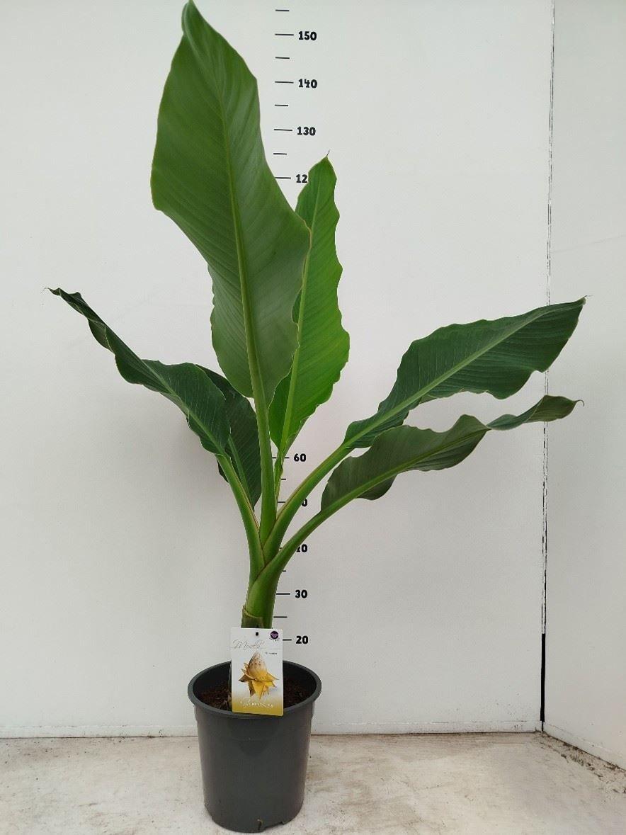 Горшечные цветы и растения оптом Musella Lasiocarpa от 1шт из Голландии с доставкой по России
