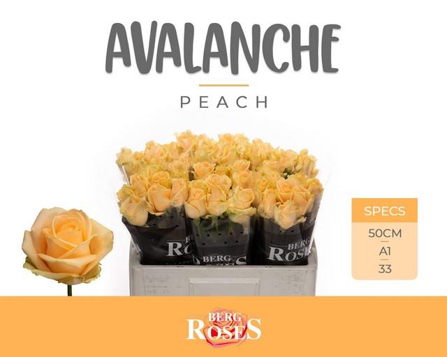 Срезанные цветы оптом Rosa large peach avalanche+ от 60шт из Голландии с доставкой по России