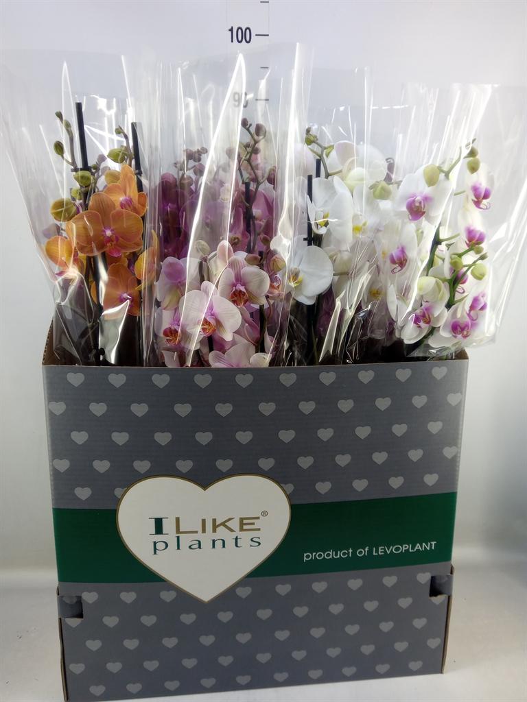 Горшечные цветы и растения оптом Phalaenopsis   ...mix от 12шт из Голландии с доставкой по России