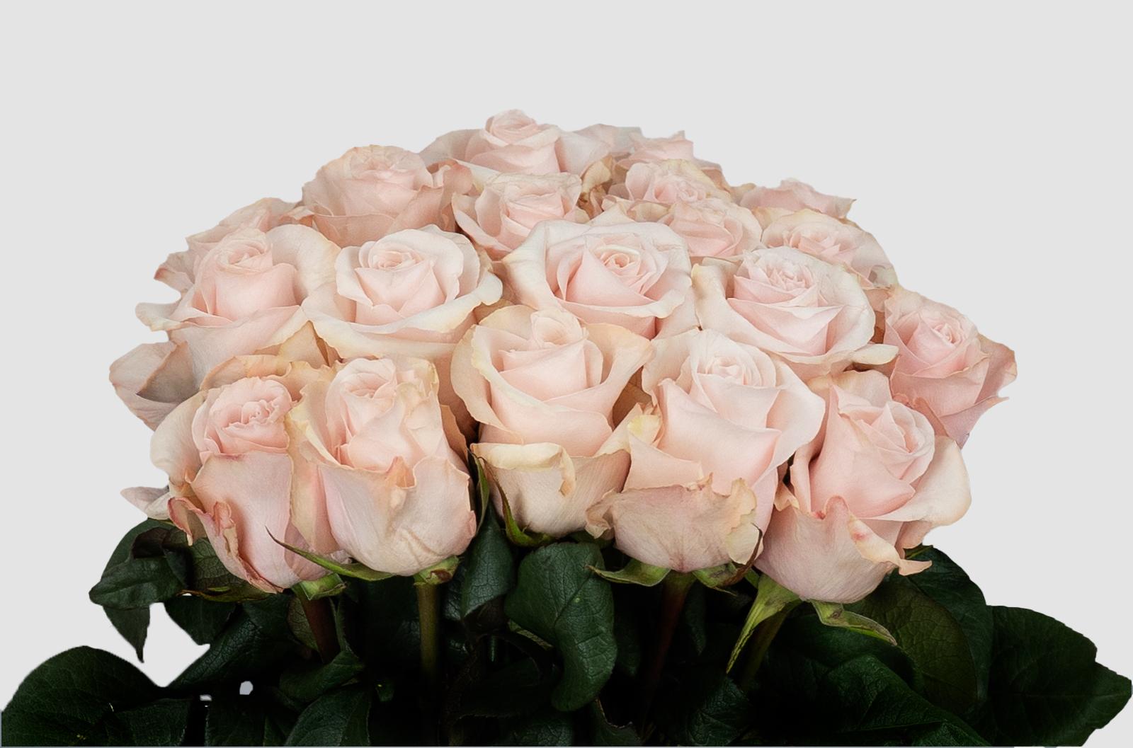 Срезанные цветы оптом Rosa ec sweet beat от 100шт из Голландии с доставкой по России