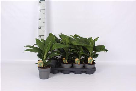 Горшечные цветы и растения оптом Palmata Jungle Drums * Novelty * Spring Deal * от 8шт из Голландии с доставкой по России